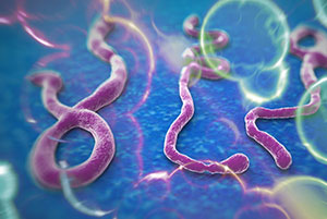 image of the ebola virus