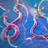 image of the ebola virus