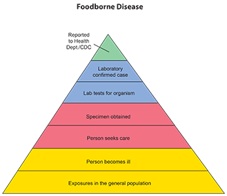foodborne outbreaks pyramid counts rise case