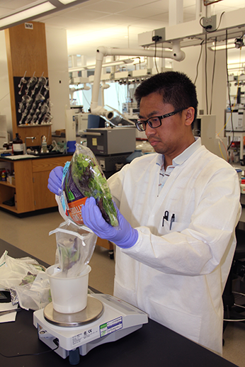 Jing Bai, clinical lab analyst, prepares lettuce and greens to test them for Cryptosporidium and Cyclospora.