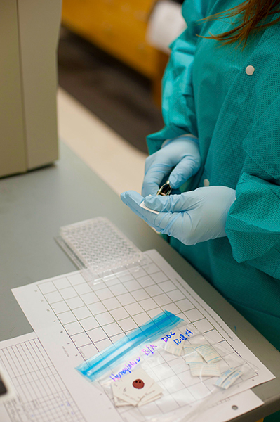A Newborn Screening technician uses a
single-hole punch for testing as part of
the method performance process.