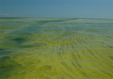 Blue green algae grows on Lake Erie
