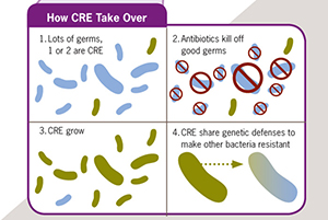Bacteria infographic