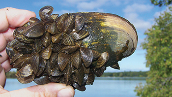 Zebra mussels attach to a shell (Photo courtesy of Minnesota DNR)