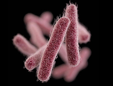 Shigella is one of the bacteria that can be quickly detected using the MALDI-TOF.