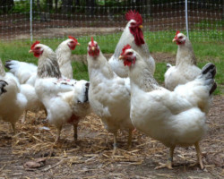 Michigan and CDC trace backyard flocks to outbreaks