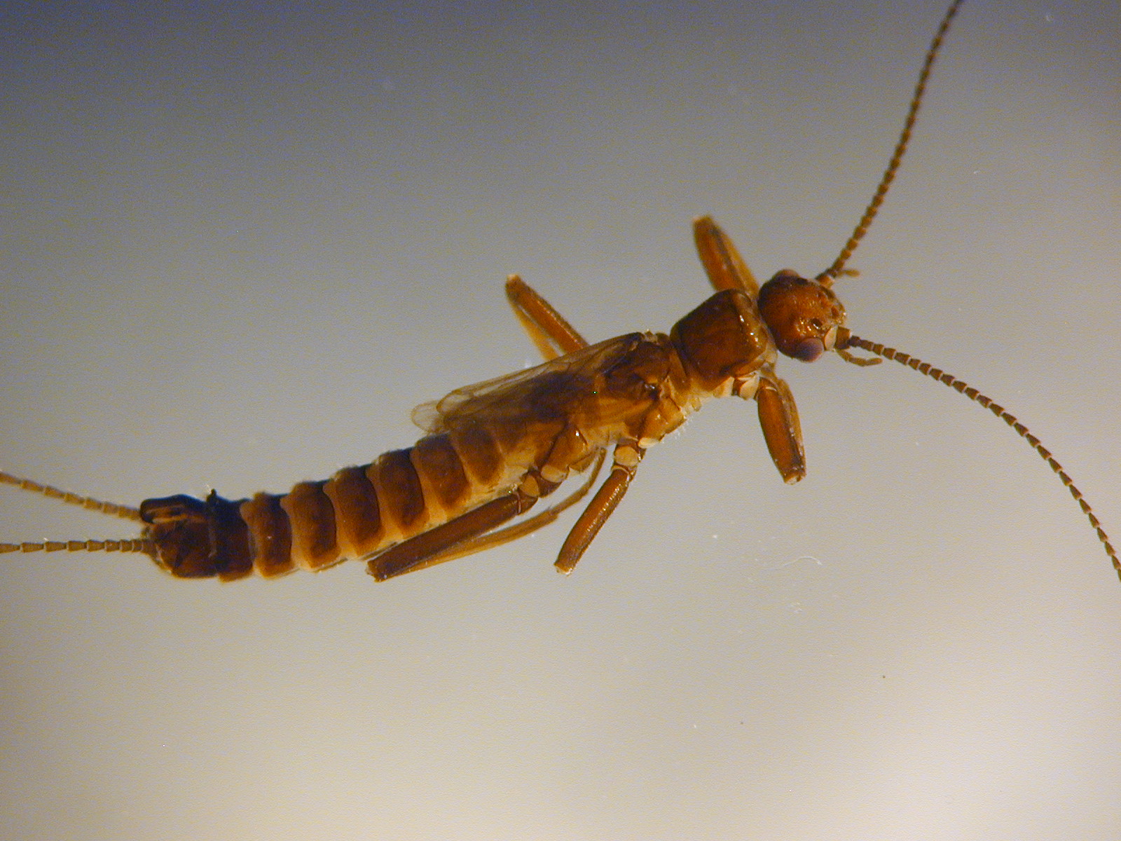 At last, a Pennsylvanian stem-stonefly (Plecoptera) discovered, BMC  Ecology and Evolution