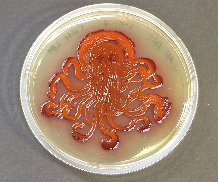 “Serratia Octopus” The Agar Art Maker contest, Tiare Ribeaux and Patrik D’haeseleer, Counter Culture Labs